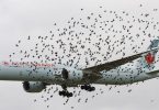 Ascend desarrolló una herramienta para monitoreo de vida silvestre en aeropuertos