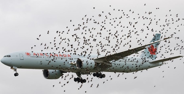 Ascend desarrolló una herramienta para monitoreo de vida silvestre en aeropuertos